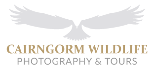 cairngorm-wildlife-photography-tours-logo